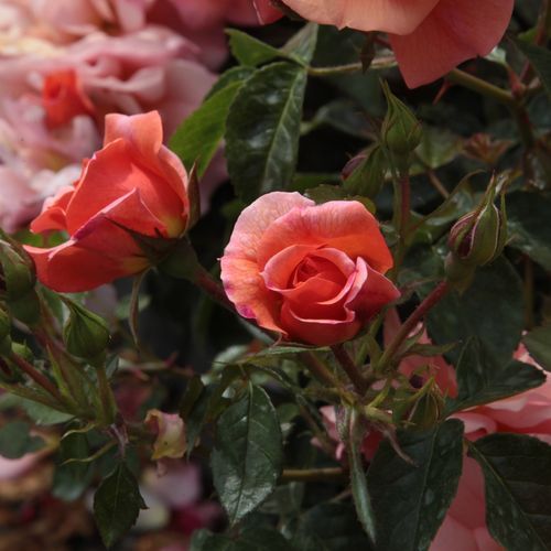 Rosa  Alison™ 2000 - oranžová - Stromkové růže, květy kvetou ve skupinkách - stromková růže s keřovitým tvarem koruny
